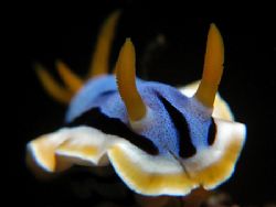 Rhino Of The Sea. Taken With Canon G7 In Anilao, Philippi... by Edvin Eng 